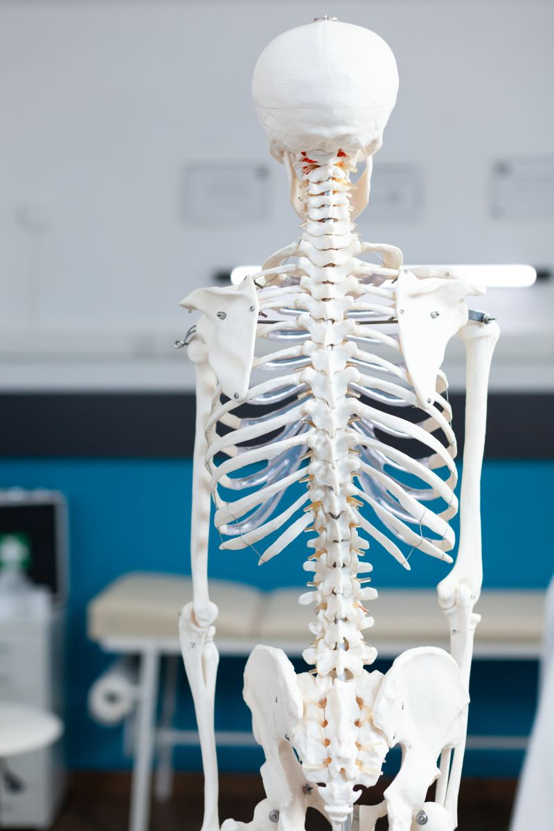 Skeleton Model Human Body Standing Empty Doctor Office With Nobody It During Osteopathy Consultation Used As Medical Equipment Back Shot Anatomical Structure Health Care Support Services