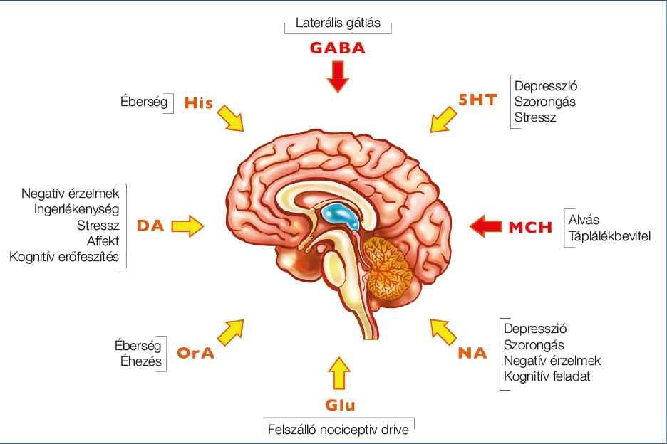Ceujgh Migren 2022 1